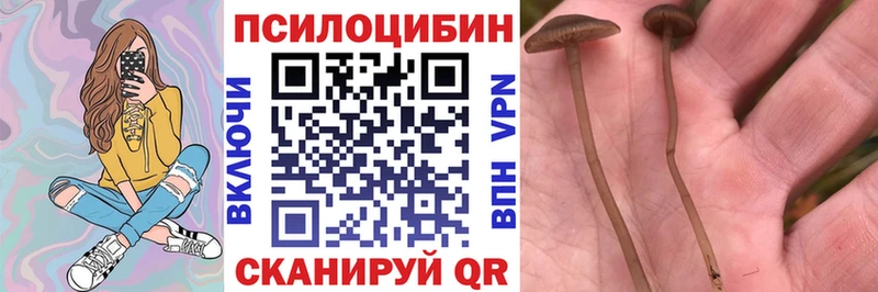 Псилоцибиновые грибы Magic Shrooms купить закладку Торопец